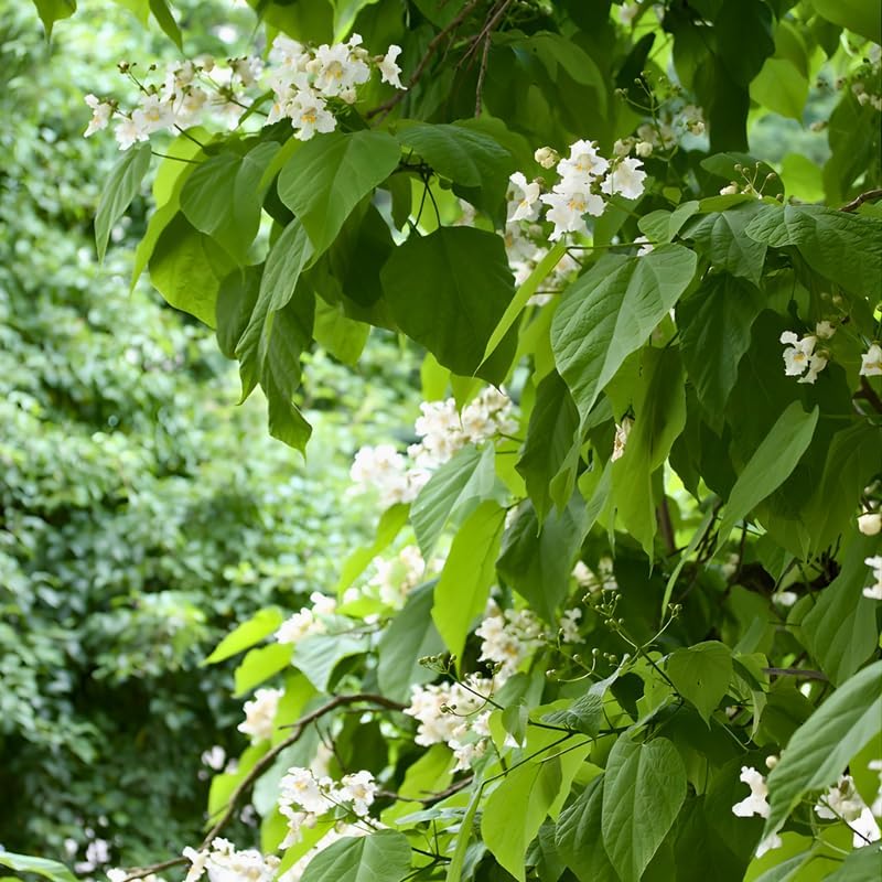 10 Catalpa Tree Plant Live – Catalpa Native Seedlings 1–2 Feet Tall | Easy to Grow Outdoor Trees for Backyard Shade & Wildlife Habitat
