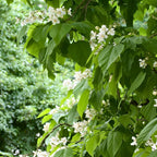 10 Catalpa Tree Plant Live – Catalpa Native Seedlings 1–2 Feet Tall | Easy to Grow Outdoor Trees for Backyard Shade & Wildlife Habitat