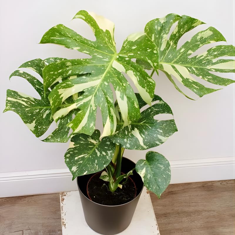 Monstera Thai Constellation Live Plant, 4" Potted Plant, Easy Care Variegated Greenery, Decorative Speckled Foliage for Desks and Bright Spaces