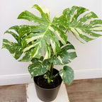 Monstera Thai Constellation Live Plant, 4" Potted Plant, Easy Care Variegated Greenery, Decorative Speckled Foliage for Desks and Bright Spaces