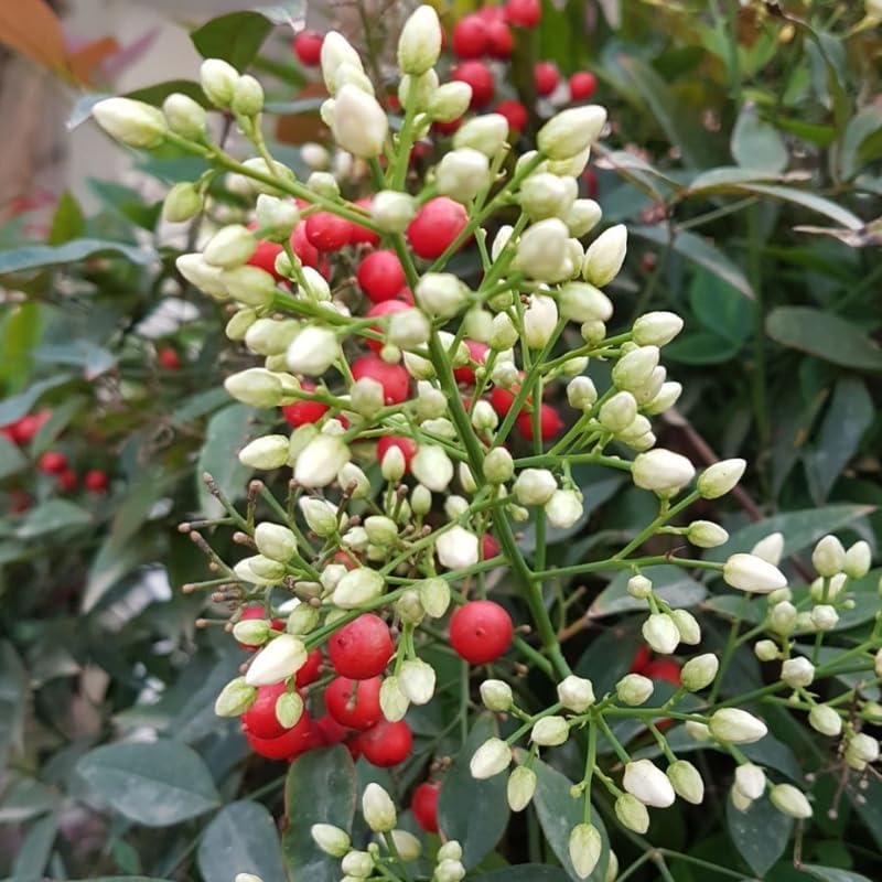 10 Dwarf Nandina Live Plants | 2.5-Inch Pot | Nandina Shrubs for Outdoor Growing | Suitable for Borders, Containers, and Walkways