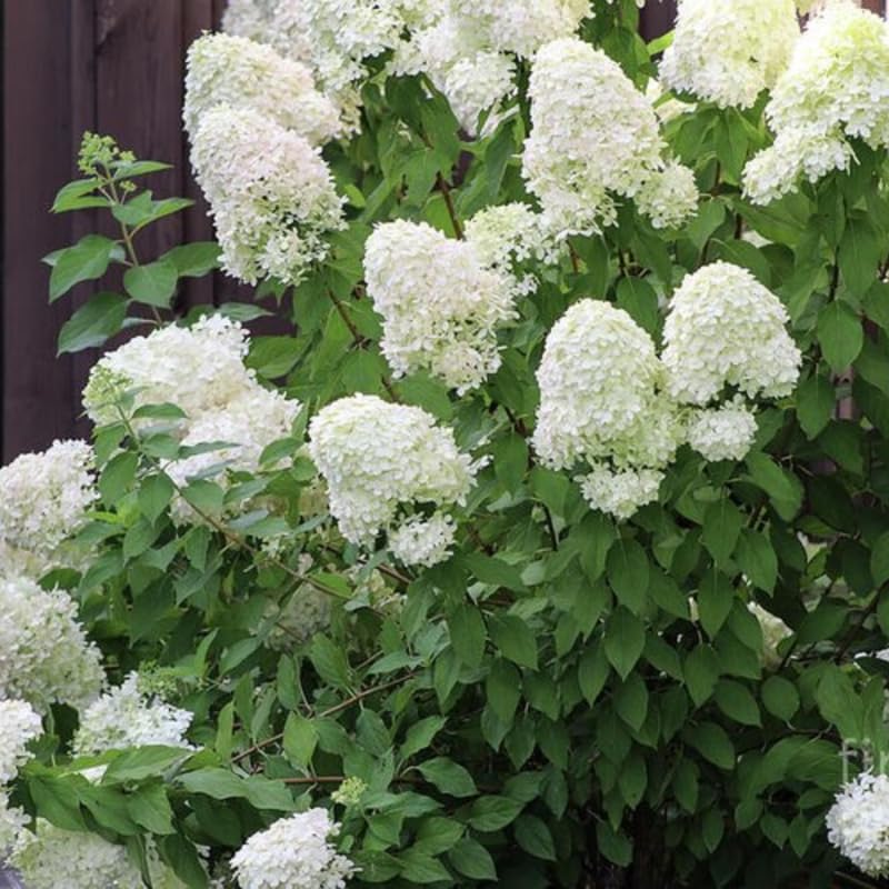 2 PeeGee Hydrangea Tree Live Plants | 1-2ft Bare Root Seedlings | Low Maintenance Flowering Deciduous Shrub