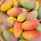 Valencia Pride Mango Trees Live Plants | 2.5–3 Ft Tropical Mango Variety | Fresh, Juicy Mango Fruit Tree for Yard & Patio | No Ship to CA,HI,AK