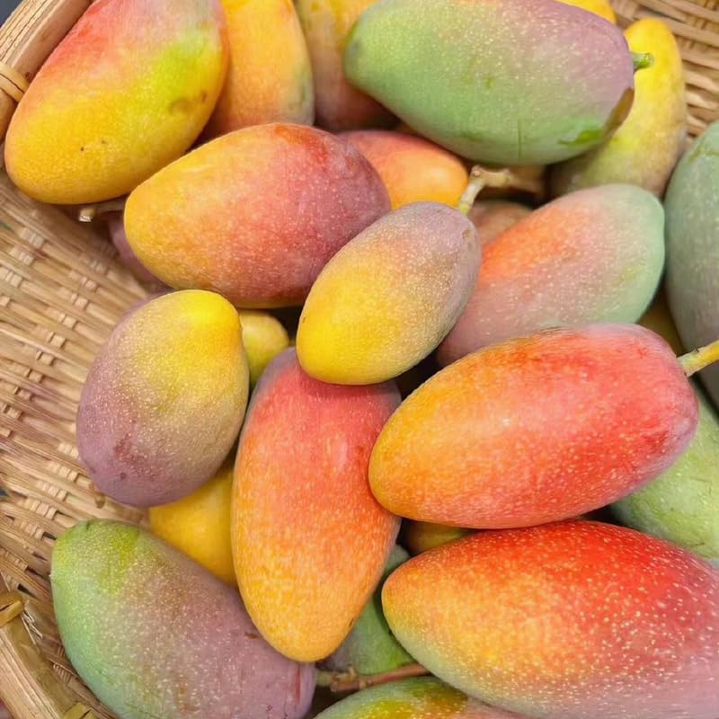 Valencia Pride Mango Trees Live Plants | 2.5–3 Ft Tropical Mango Variety | Fresh, Juicy Mango Fruit Tree for Yard & Patio | No Ship to CA,HI,AK