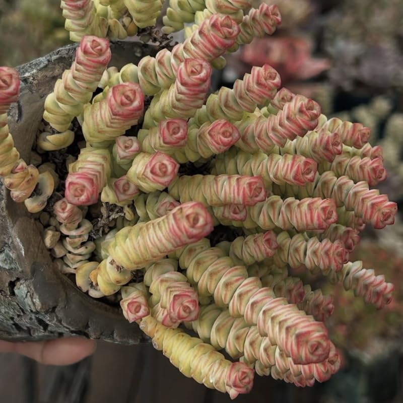 Crassula Baby’s Necklace Live Plant in 2" Inch Pot | Rare Succulent | Live String of Buttons Trailing Succulent | Rare House Plant for Home & Office Décor
