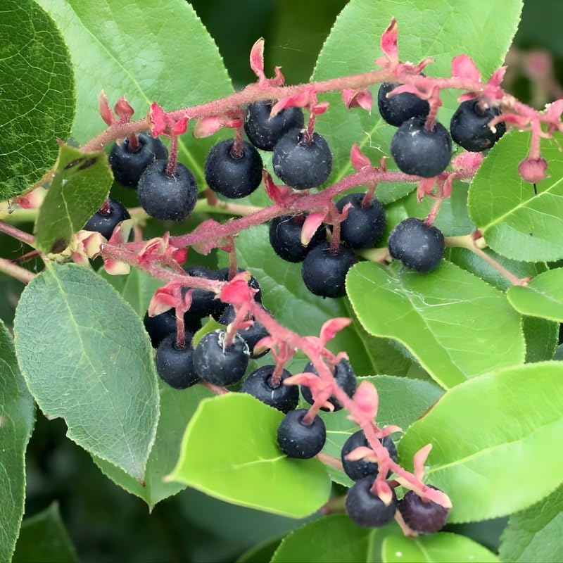 Live Salal, 4" Bare Root Starter Plant, Cold-Hardy Gaultheria Shallon Evergreen, Well-Rooted Native Shrub for Shade Gardens
