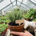 2 Thyme Plants Live for Planting, French Thyme, 4-Inch Tall, Fresh Edible Herb for Kitchen Gardens, Easy to Care Indoor Plant