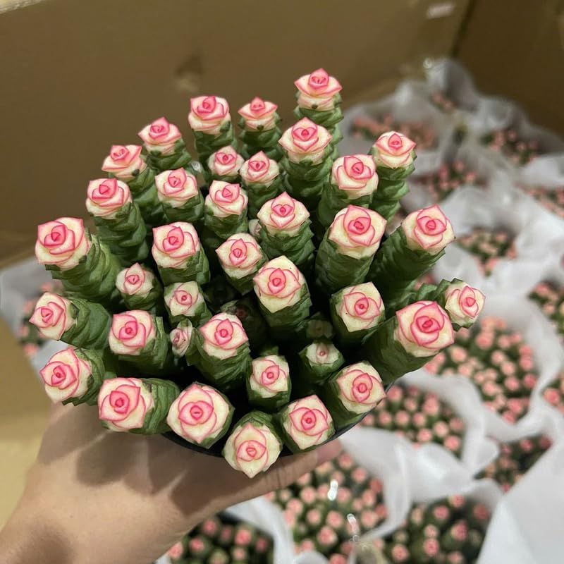 Live Crassula Baby Necklace Trailing Succulent in 2” Inch Pot | Fully Rooted Trailing Plant | Ideal for DIY Projects, Gifts & Home Décor