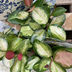 Hoya Plant, Rare Hoya Australis Lisa, 4 Inch Pot, Easy Care Climbing Vine, Green Wax Foliage for Shelves and Hanging Pots
