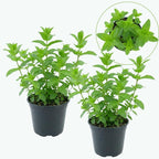 2 Chocolate Mint Plants, 3-Inch Pot, Mint Plants Live, Fast Growing Aromatic Perennial for Modern Landscape and Herb Gardening
