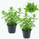 2 Chocolate Mint Plants, 3-Inch Pot, Mint Plants Live, Fast Growing Aromatic Perennial for Modern Landscape and Herb Gardening