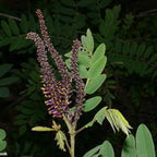 Amorpha fruticosa Live Plants 6–12 Inch | False Indigo Bush Starter Tree | Fast-Growing Native Plant with Showy Purple Blooms | Great for Wild Gardens