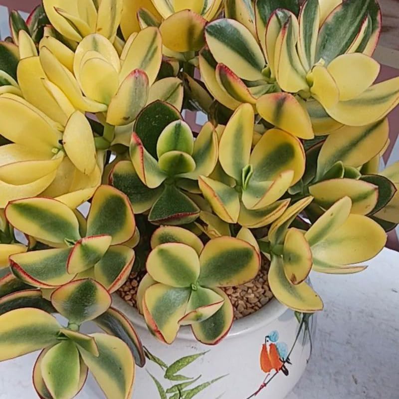 Variegated Jade Live Succulent in 2" Inch Pot | Crassula Ovata | Compact Tri-Color Plant | Ideal for Collections & Gifts