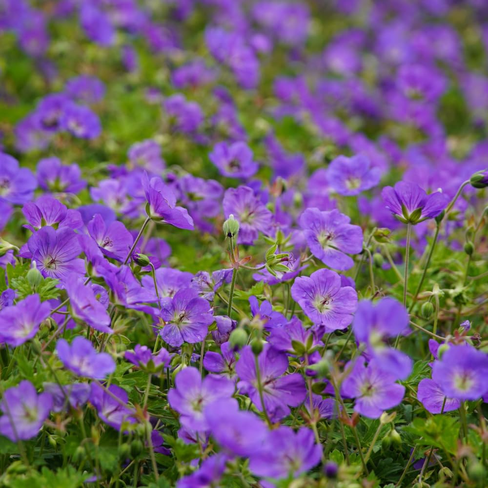 10 Wild Geranium Roots, Geranium Maculatum, Lavender Pink Flowering Perennial for Shady Garden Borders, Cold-Hardy Flower for Woodland Landscapes