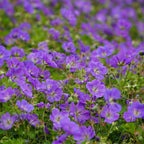 10 Wild Geranium Roots, Geranium Maculatum, Lavender Pink Flowering Perennial for Shady Garden Borders, Cold-Hardy Flower for Woodland Landscapes