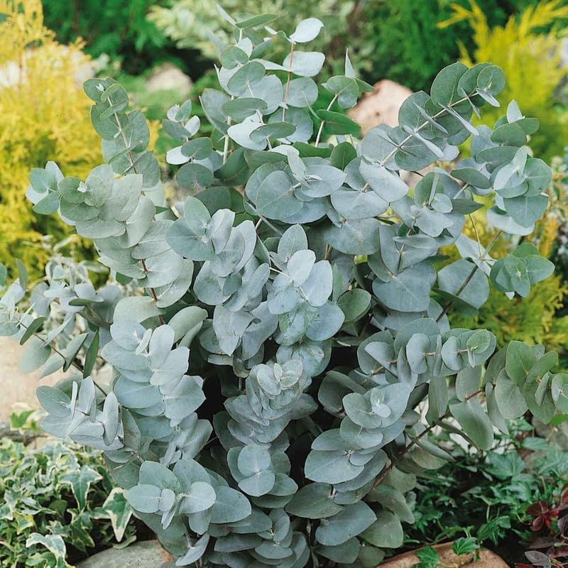 Eucalyptus Silver Dollar Plant, 6 Inch Bare Root Seedlings, Low Maintenance Aromatic Evergreen, Robust Well-Rooted Starter Plants