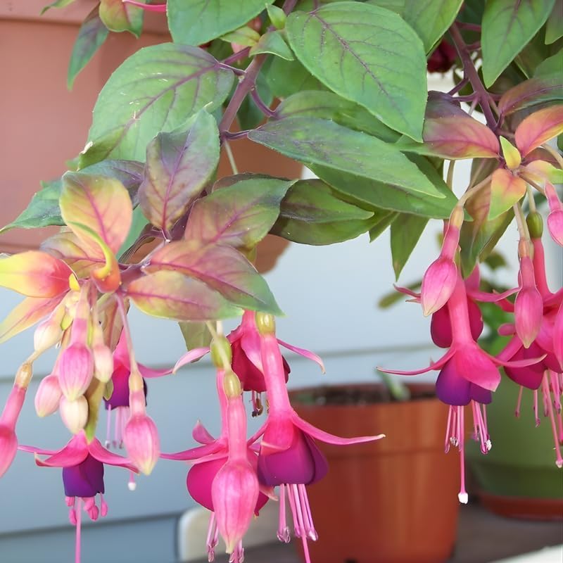 2 Fuchsia Plants Live, Gold and Red Foliage, 6-12 Inch Tall, Autumnale Variety, Trailing Flowering Plant, Ideal for Hanging Baskets
