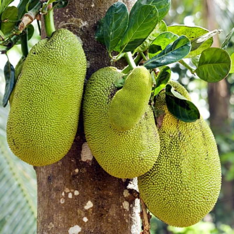 (No Ship to CA,HI,AK) Jackfruit Tree Plant, 3 Feet Size, 3 Gallon Pot, Well-Rooted Tropical Tree, Low Maintenance Fruit Plant for Sunny Outdoor Spots