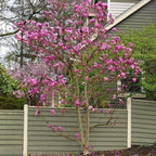 2 Ann Magnolia Live Plants | 8-12 Inch Bare Root Rooted Cuttings | Deep Purple-Pink Flowering Shrub | Deciduous Magnolia Hybrid for Garden