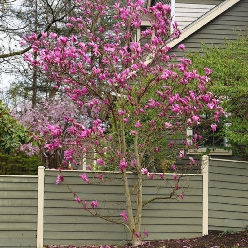 2 Ann Magnolia Live Plants | 8-12 Inch Bare Root Rooted Cuttings | Deep Purple-Pink Flowering Shrub | Deciduous Magnolia Hybrid for Garden