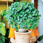 Stephania Plant Live in 2 – 2.5" Inch Pot | Compact Stephania Erecta Bulb Trees | Simple-Care Indoor Houseplant | Decorative Indoor Tree for Homes, Desks Spaces