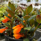 Goldfish Plant Live – 4 Inch Live Potted Houseplant | Trailing Indoor Plant with Orange Blooms