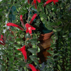 Twister Lipstick Plant for Planting | 4 inch Tall Potted Curly Lipstick Plant Live Houseplants | Easy-Care Indoor Plant with Unique Twisting Foliage