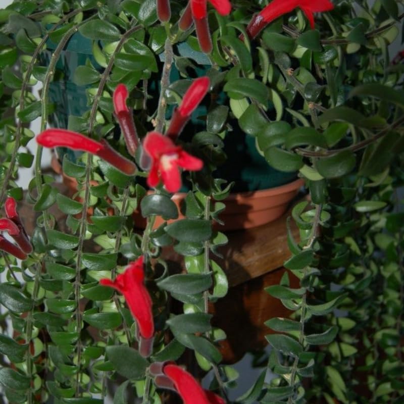 Twister Lipstick Plant for Planting | 4 inch Tall Potted Curly Lipstick Plant Live Houseplants | Easy-Care Indoor Plant with Unique Twisting Foliage