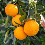 (No Ship to CA,HI,AK) Kishu Mandarin Oranges Tree Live Plant | 1 Gallon Live Potted Citrus Tree | Sweet Juicy Fruit for Cooking Juicing & Home Gardening
