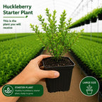 Small Huckleberry Plant Live for Planting in Pot, Easy Care, Native Berry Bush with Sweet Edible Fruit, Suitable for Outdoor Garden & Borders