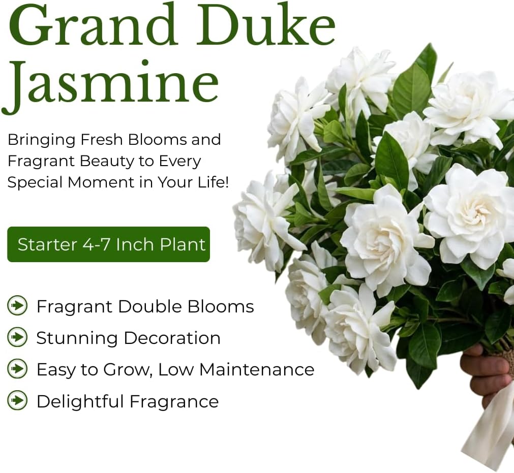 Grand Duke Jasmine Plant Live, Jasminum Sambac, 5–8 Inch Tall, Fragrant Arabian Jasmine, Well-Rooted Starter Plant, Indoor Outdoor Flowering Plant, Easy Care