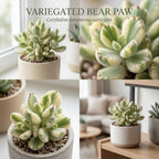 Live Succulent Plant, Variegated Bear Paws in 4" Pot, Vigorous Potted Cotyledon Tomentosa, Low Maintenance Plant for Home Office & Desk Decor