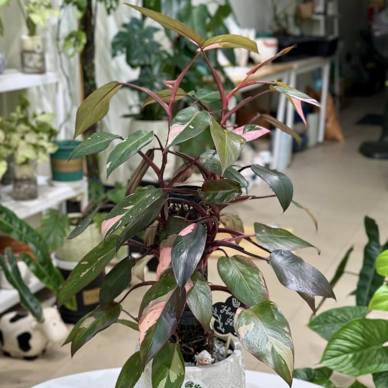 Philodendron Pink Princess Plants | Pink Princess Plant Live Houseplant in Self-Watering 4” Inch Pot | Easy-Care Indoor Plant for Shelves, Desks & Modern Spaces