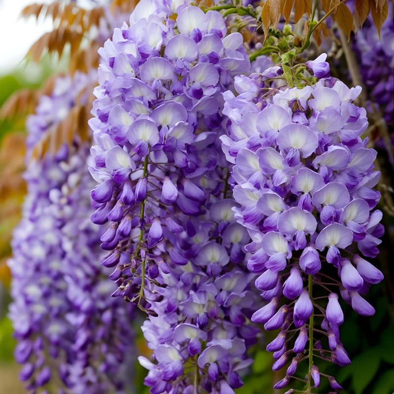 American Purple Wisteria Live Plant 12-24 Inch Tall, Fragrant Amethyst Wisteria Flowers, Easy-Care Climbing Vine for Landscapes, Fences & Outdoor Garden Décor