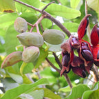 2 Chinese Chestnut Tree for Planting – 2–3 Ft Tall Live Fruit Tree | Edible Chestnut Producer | Hardy, Fast-Growing Nut Tree for Yards