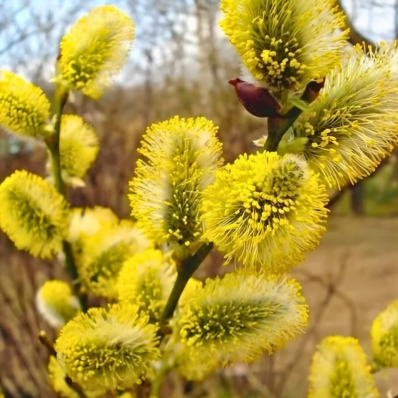 4 French Pussy Willow Live Plant, 12-24 Inch Tall, Pussy Willow Tree for Outdoor Planting, Ideal for Landscape Use and Seasonal Interest, Easy to Care