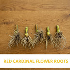 10 Red Cardinal Flower Roots, Easy to Grow, Fast Growing, Perennial Wildflower with Vibrant Blooms, Ideal for Garden Beds & Borders