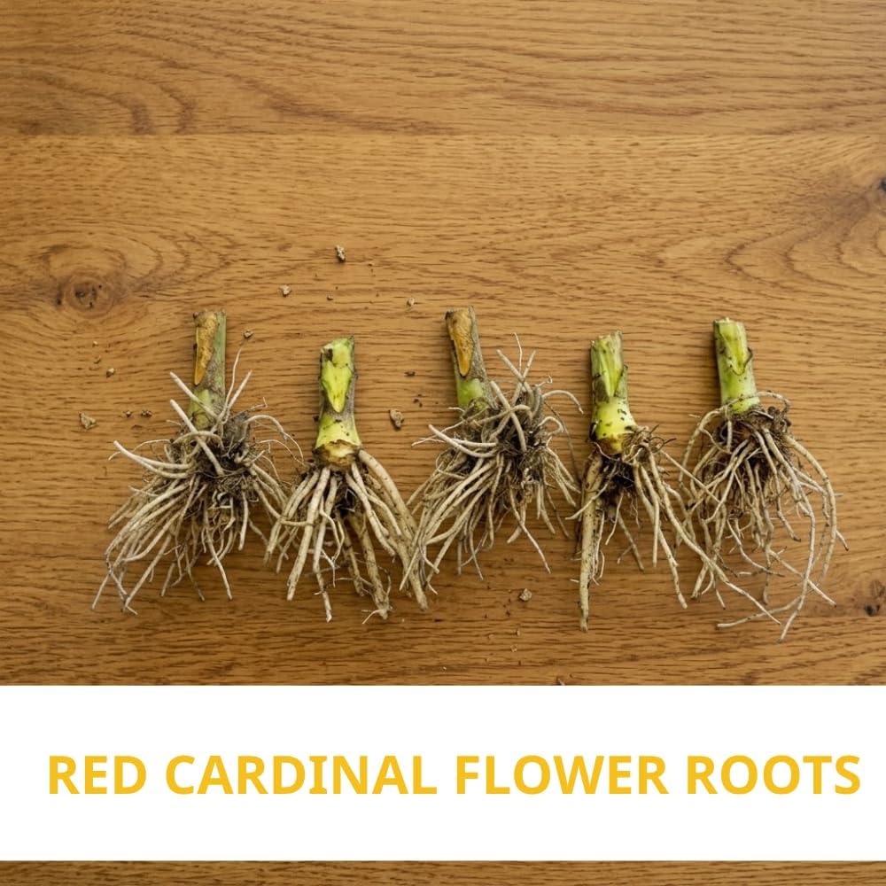 20 Red Cardinal Flower Live Plant Roots, Fast Growing Lobelia Cardinalis,Vibrant Blooms, Perennial Flower Plants for Borders & Outdoor Landscaping