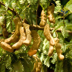 No Ship to CA, HI, AK, Sour Tamarind Fruit Tree, 2-3 Feet Size, 3 Gallon Pot, Well-Rooted Tropical Tree, Low Maintenance Fruit Plant for Sunny Outdoor Spots