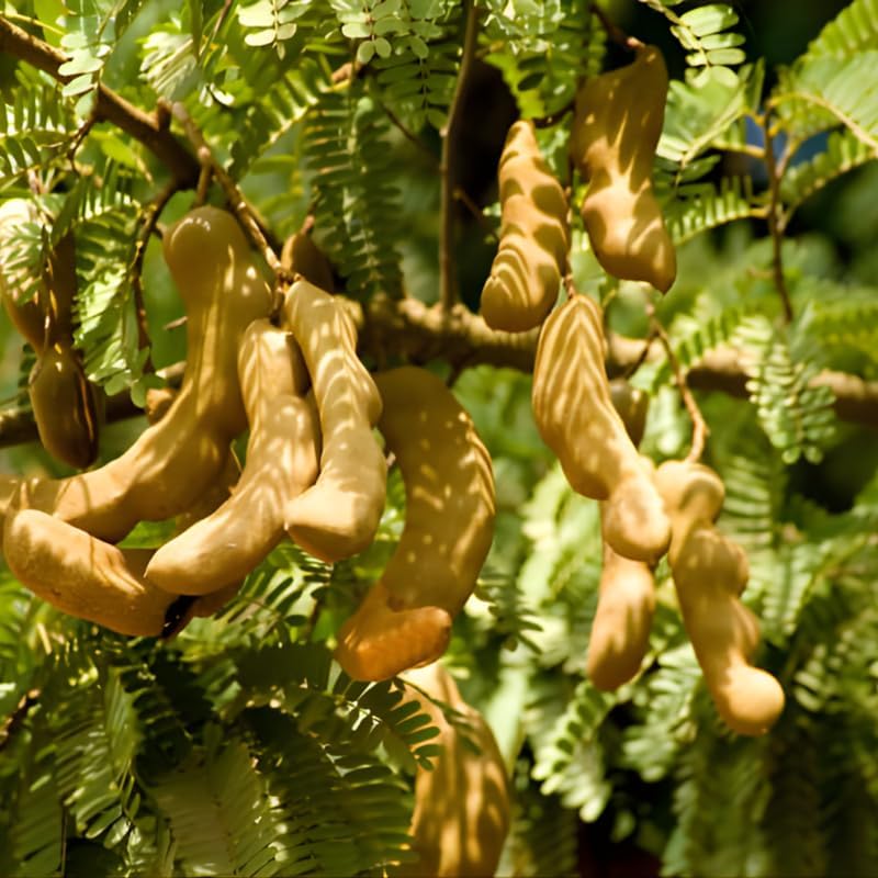 No Ship to CA, HI, AK, Sour Tamarind Fruit Tree, 2-3 Feet Size, 3 Gallon Pot, Well-Rooted Tropical Tree, Low Maintenance Fruit Plant for Sunny Outdoor Spots