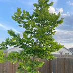 10 American Sycamore Tree Live Plant | 1-2ft Bare Root Seedlings | Fast Growing Shade Tree | Robust Well-Rooted Plant