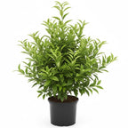 Hamlin Orange Tree for Planting | 2.5–3 Ft Live Citrus Plant | Easy-Grow Edible Fruit Tree for Home Gardens & Patios | No Ship to CA,HI,AK