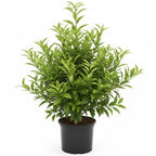 (No Ship to CA,HI,AK) Kishu Mandarin Oranges Tree Live Plant | 1 Gallon Live Potted Citrus Tree | Sweet Juicy Fruit for Cooking Juicing & Home Gardening