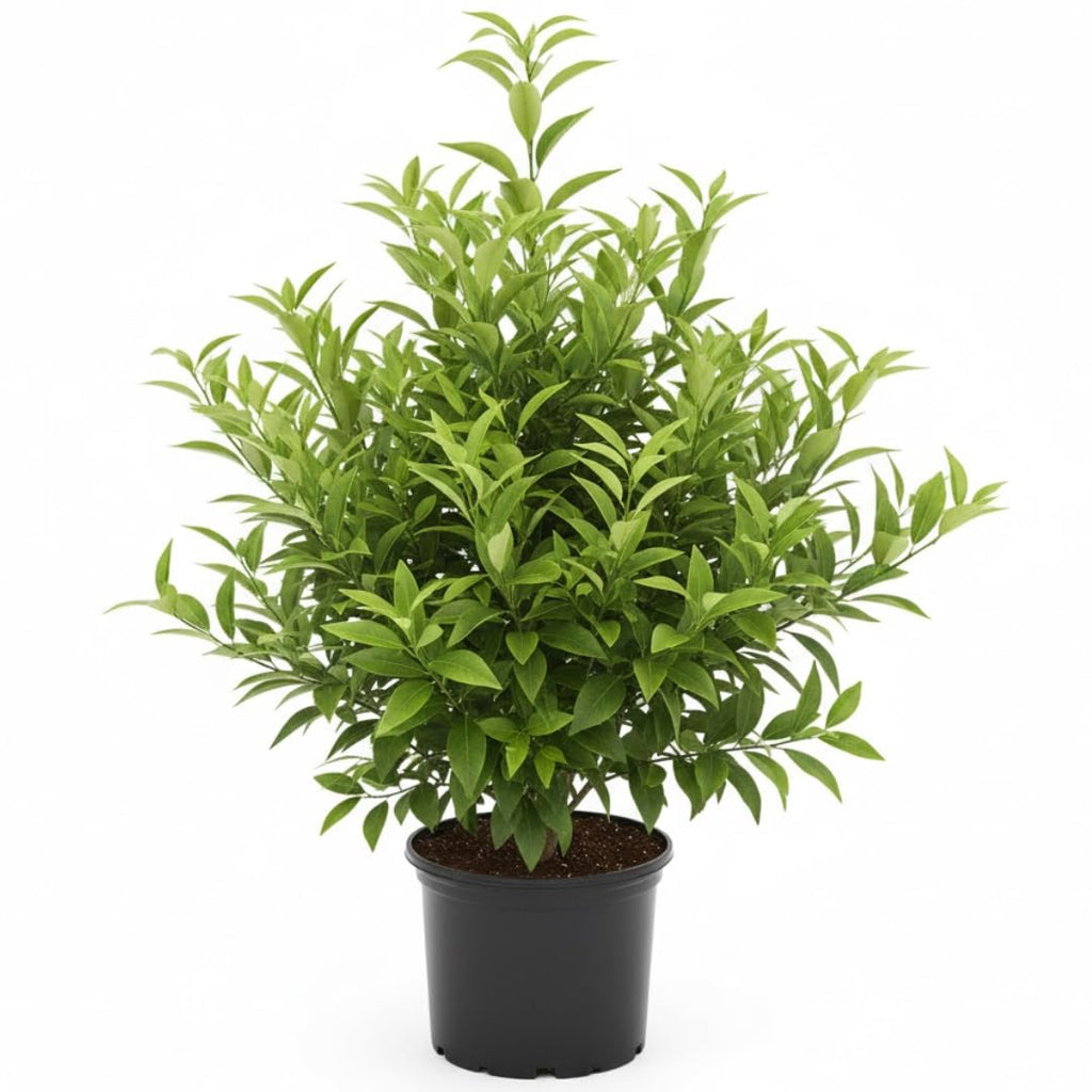 (No Ship to CA,HI,AK) Kishu Mandarin Oranges Tree Live Plant | 1 Gallon Live Potted Citrus Tree | Sweet Juicy Fruit for Cooking Juicing & Home Gardening