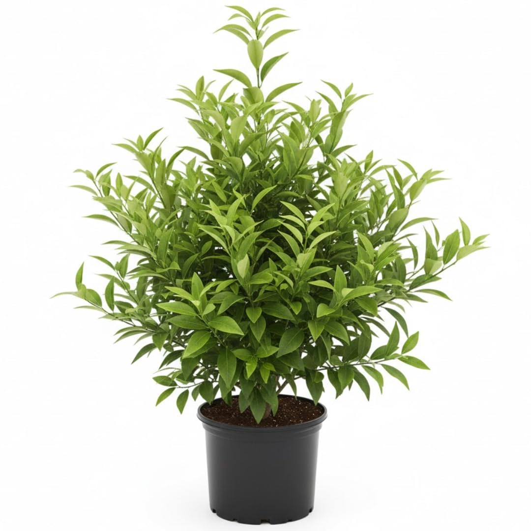 (No Ship to CA,HI,AK) Kishu Mandarin Oranges Tree Live Plant | 1 Gallon Live Potted Citrus Tree | Sweet Juicy Fruit for Cooking Juicing & Home Gardening