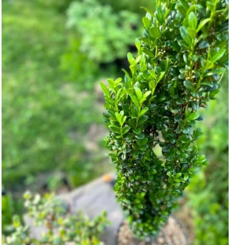 Sky Pencil Holly Live Plant in 2.5-Inch Pot | Ilex Crenata Live Evergreen Shrub | Narrow Columnar Vertical Growth for Small Spaces and Entryways
