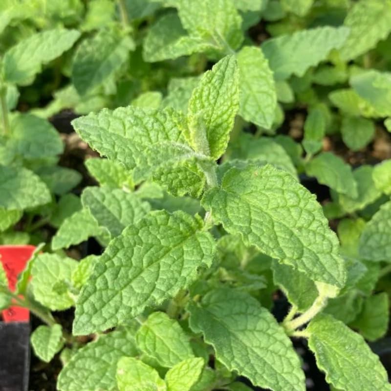 2 Chocolate Mint Plant, 3" Pot, Fresh Herb Plants Live, Mint Plants for Inside Windowsills or Outdoor Garden Beds