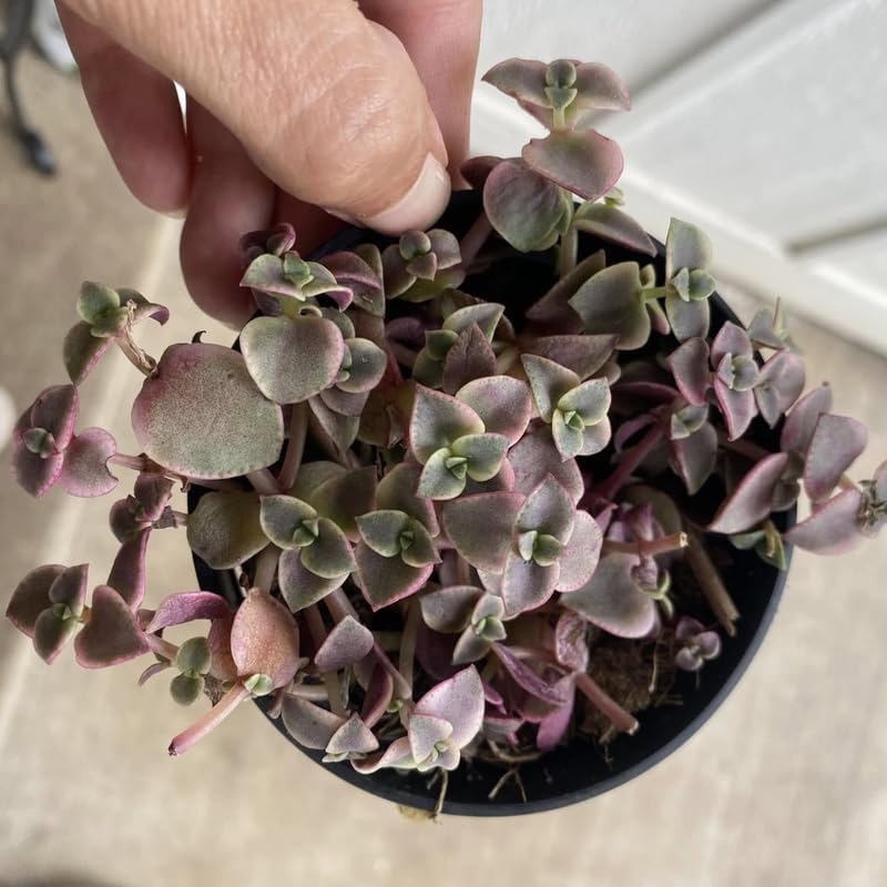 Calico Kitten Live Succulent in 4 Inch Pot | Colorful Variegated Crassula | Perfect Accent for Tabletop Arrangements and Small Interior Styling