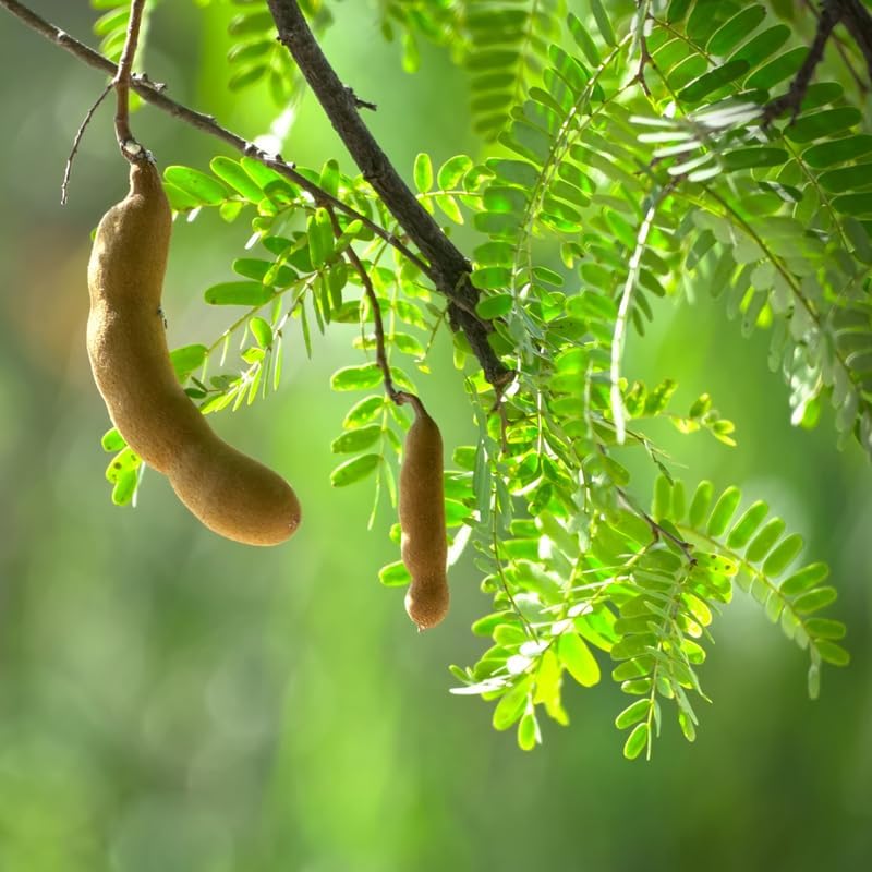 No Ship to CA, HI, AK, Sour Tamarind Tree Live Plant, 2-3 Foot Tall Potted Plant, 3 Gallon Size, Easy Care Tropical Greenery, Fruit Tree for Home Landscapes
