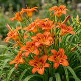 25 Wild Orange Daylily Root, Well-Rooted Tiger Daylily, Cold-Hardy Fragrant Perennial, Sturdy Ditch Lily for Sunny Backyard Landscapes